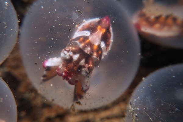 烏賊寶寶即將孵化(2015寶鉑錶五十噚攝影集水下攝影師Alan Lo攝)