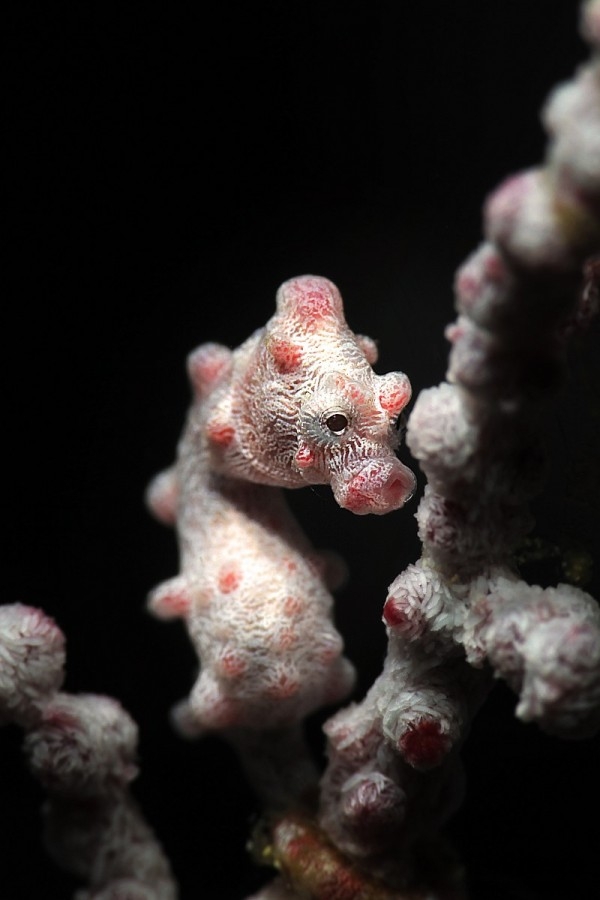 Pygmy Seahorse-侏儒海馬-2015寶鉑錶五十噚攝影集水下攝影師Alan Lo攝